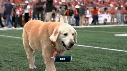 ben-the-dog